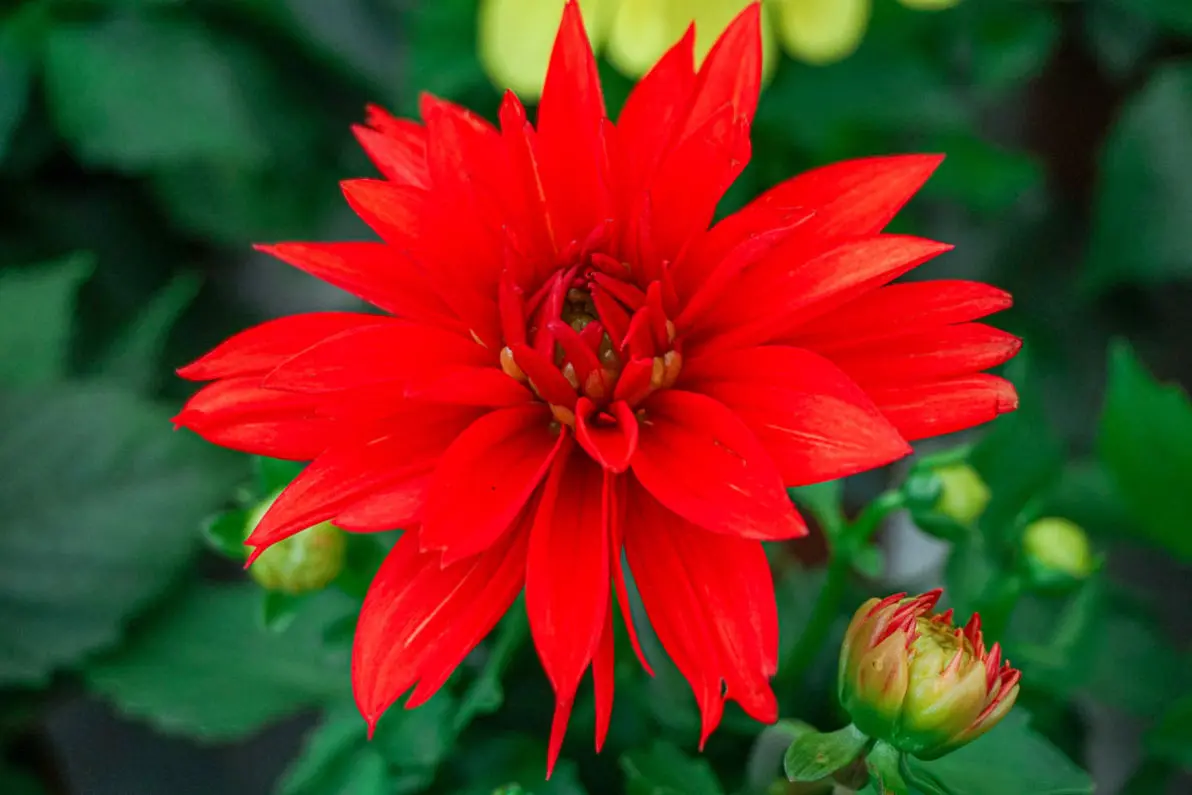Vivero La Palmera Linares