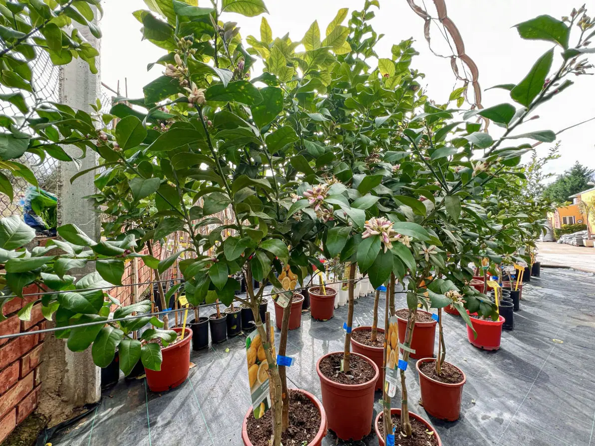 Vivero La Palmera Linares