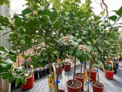 Vivero La Palmera Linares