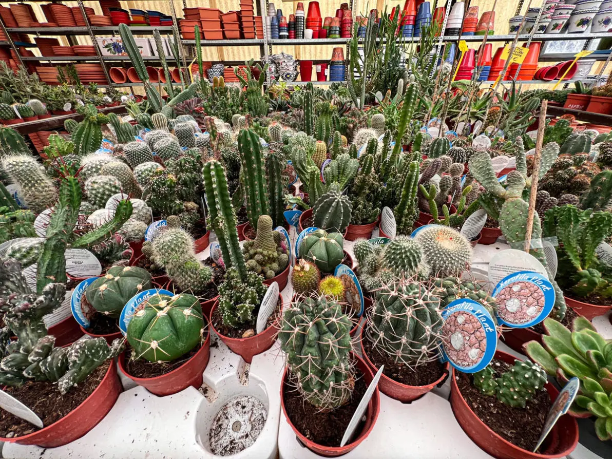 Vivero La Palmera Linares