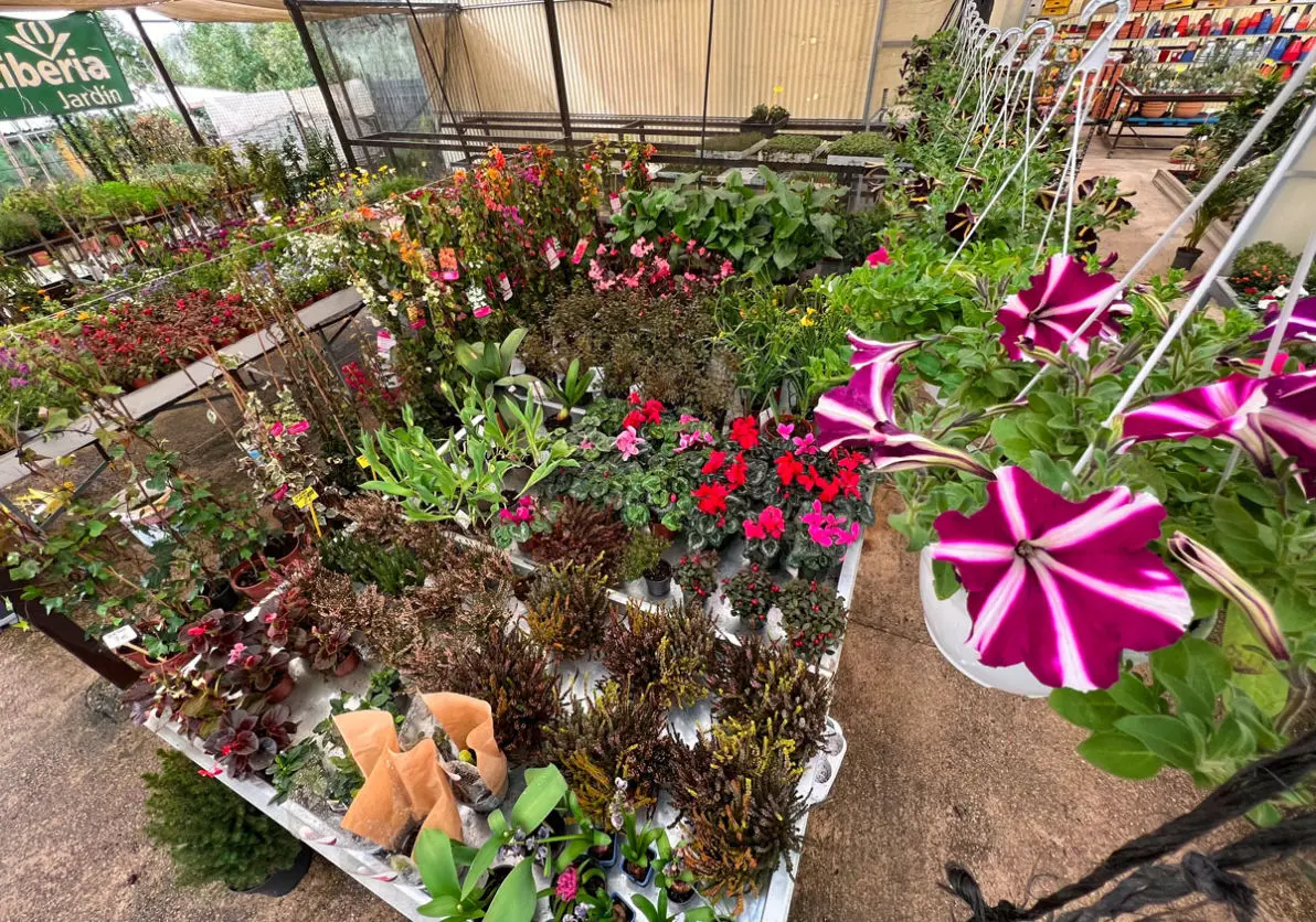 Vivero La Palmera Linares