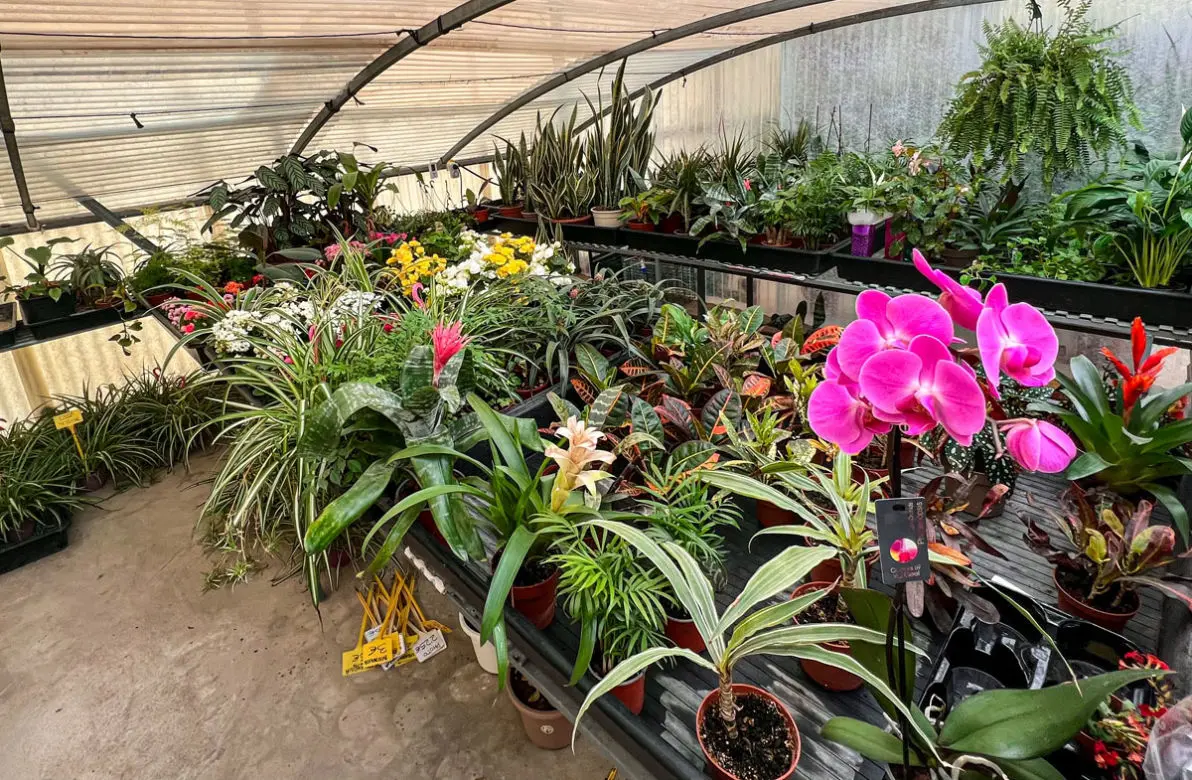 Vivero La Palmera Linares