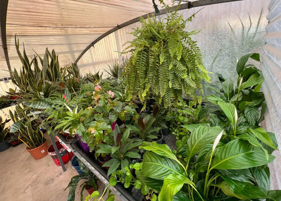 Vivero La Palmera Linares