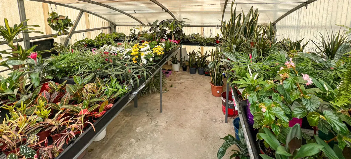 Vivero La Palmera Linares