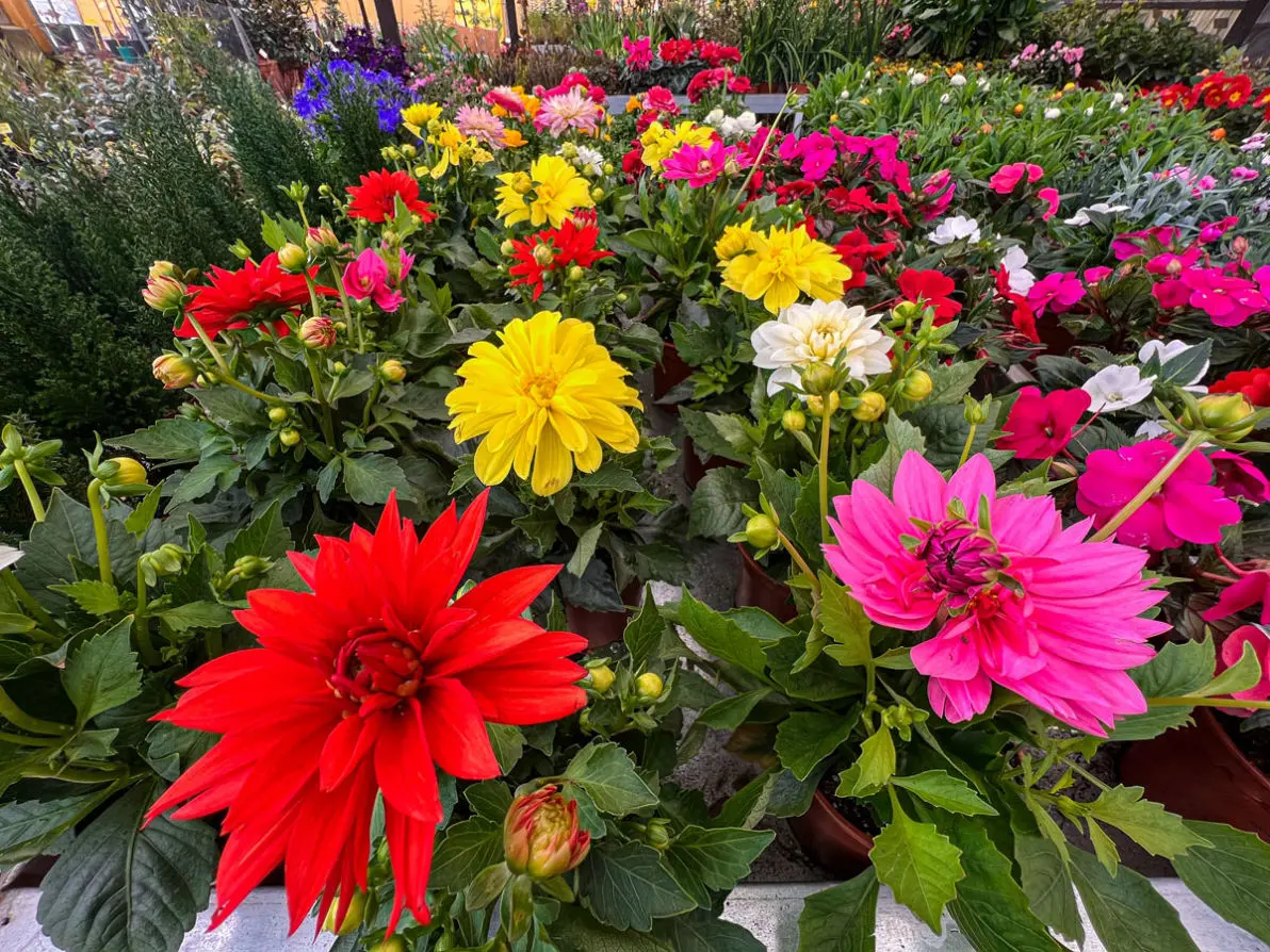 Vivero La Palmera Linares