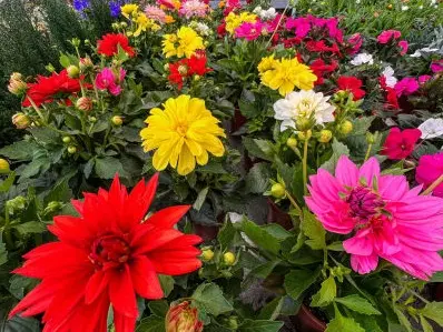 Vivero La Palmera Linares