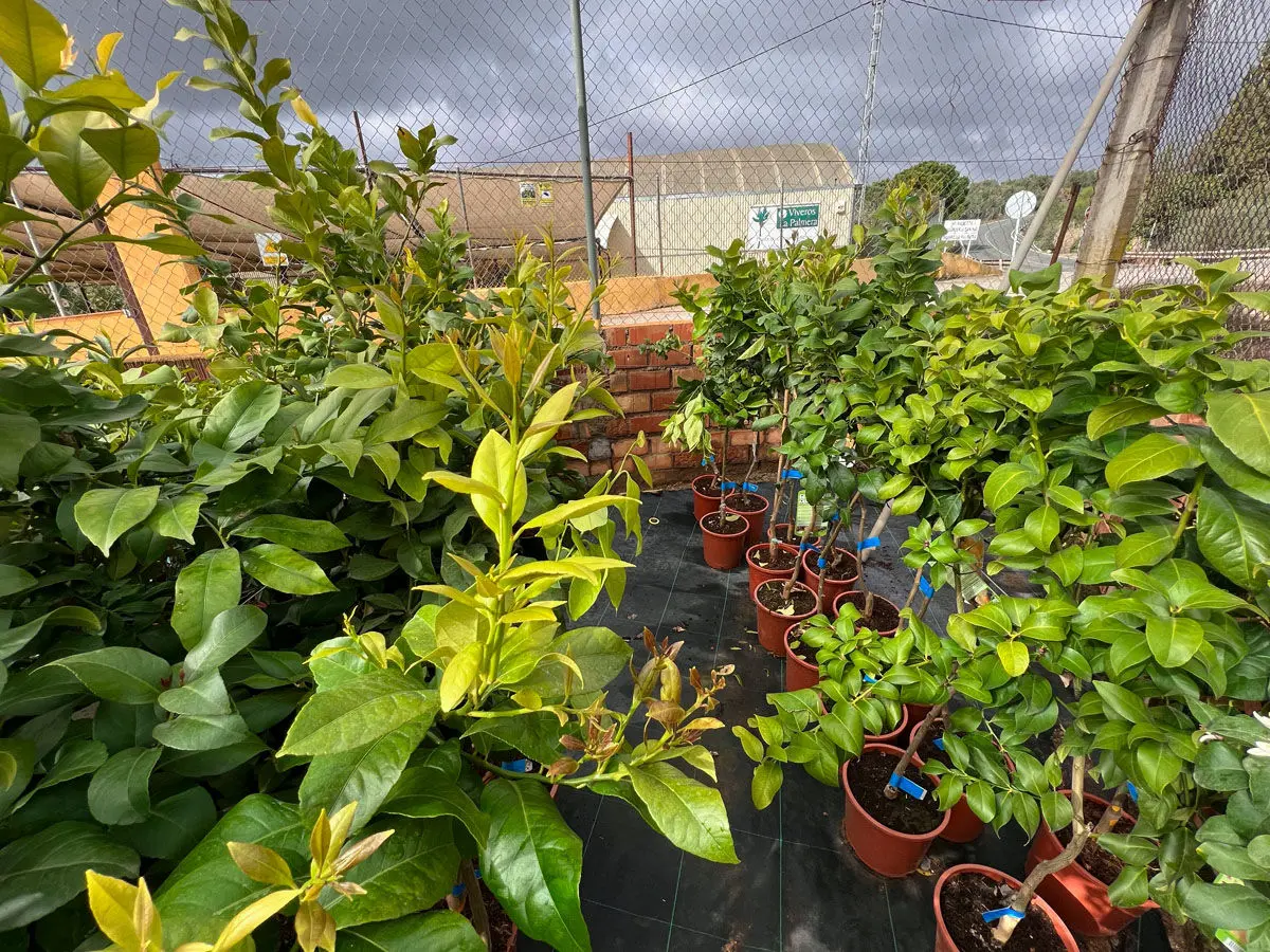 Vivero La Palmera Linares