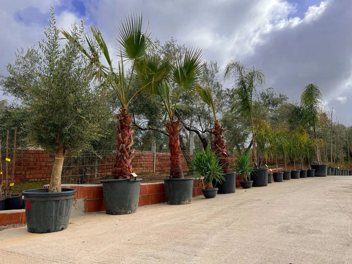 Vivero La Palmera Linares