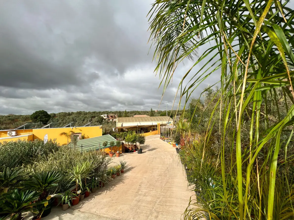 Vivero La Palmera Linares